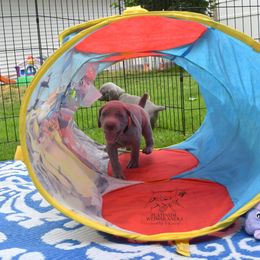 Weimaraner Puppies from Platinum Weimaraners
