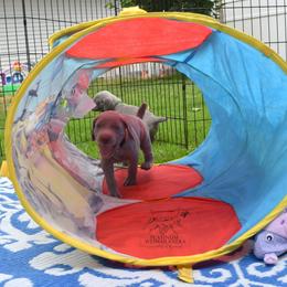 Weimaraner Puppies from Platinum Weimaraners