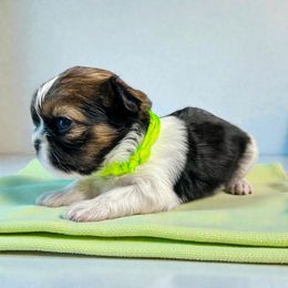 AKC-Sunny - Tricolor female Shih Tzu puppy in Mooresville, North Carolina from Juji Shih Tzu