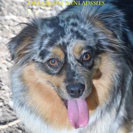 Sugar - Blue merle female Miniature Australian Shepherd puppy in Patterson, North Carolina from DreamLine Aussies