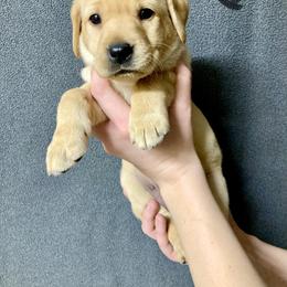 Harley - Yellow female Labrador Retriever puppy in Newaygo, Michigan from Royal Oak Gundogs