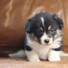 Pembroke Welsh Corgi Puppies from Ayers Acres Corgis