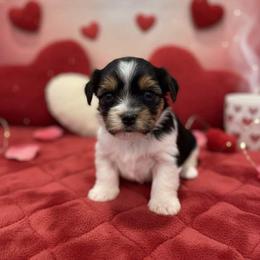 Biewer Terrier and Yorkshire Terrier Puppies from Judy McCallum