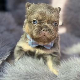 Boy 1 - Tricolors male French Bulldog puppy in Hemet, California from Bowman Pups