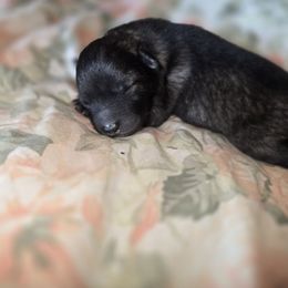 Gummy Bear - Gray silver and black female Keeshond puppy in Logan, Ohio from Hocking Hills Keeshonds