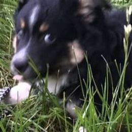 Miniature Australian Shepherds from Finndigo Mini Aussies