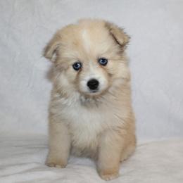 Pomsky Puppies from Mischa Nelson