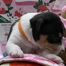 Rat Terrier Puppies from Jaynie Cavin