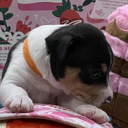 Rat Terrier Puppies from Jaynie Cavin