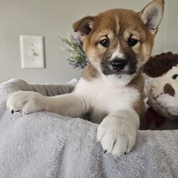 Shiba Inu Puppies from Shiba Shenanigans