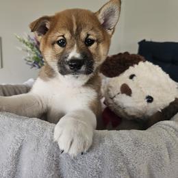 Shiba Inu Puppies from Shiba Shenanigans