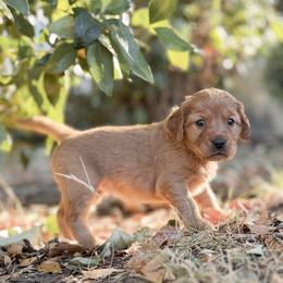 Betsy - Light Blue - Dark golden female Golden Retriever puppy in San Martin, California from Church Creek Retrievers