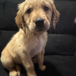 Red boy - Golden male Golden Retriever puppy in Buchanan, Georgia from Morgan’s Heart of Gold Retrievers