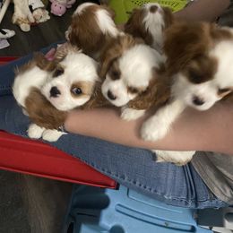 Jackson - Blenheim male Cavalier King Charles Spaniel puppy in Lead Hill, Arkansas from Kalama Cavaliers