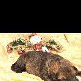 Yellow collar Female - German Shepherd puppy from Dunkelheit zu Licht German Shepherd K9