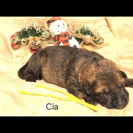 Yellow collar Female - German Shepherd puppy from Dunkelheit zu Licht German Shepherd K9