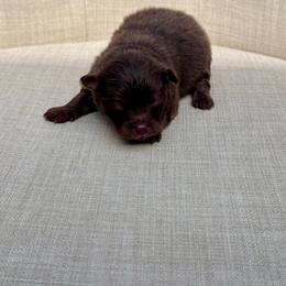 Carlton - Chocolate male Pomeranian puppy in Canandaigua, New York from Fingerlakes Pomeranians
