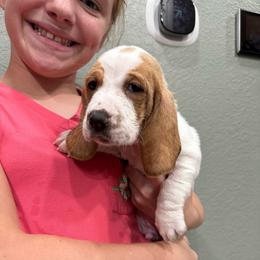 Jack (Jack Frost) - Lemon and white male Basset Hound puppy in Gulf Breeze, Florida from Breeze Basset Hounds