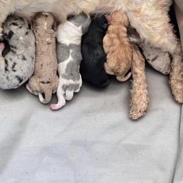 Boy 1 - Blue merle male Aussiedoodle puppy in Lebanon, Oregon from Abbott Family Farm