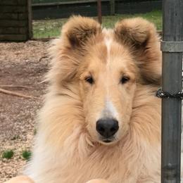Collie Puppies from Castlebar Collies