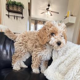 Shortbread - Yellow and white female Bernedoodle puppy in Grandview, Texas from Big Sky Bernedoodles