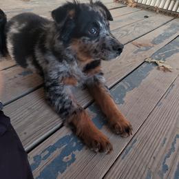 Australian Shepherd Puppies from Covenant View Farm Australian Shepherds