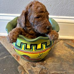 Black Collar - Red  female Poodle puppy in Henagar, Alabama from Windy Oak Kennels