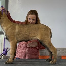Girl 1 - Belgian Malinois puppy in Sublette, Kansas from Abby's Belgian Malinois
