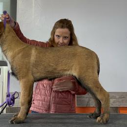 Girl 1 - Belgian Malinois puppy in Sublette, Kansas from Abby's Belgian Malinois