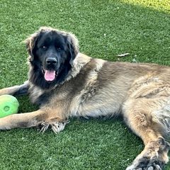 Luka - Leonberger