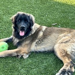 Luka - Leonberger