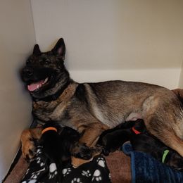 German Shepherd Puppies from Rose Valley German Shepherds