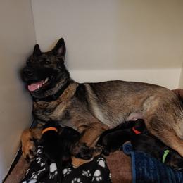 German Shepherd Puppies from Rose Valley German Shepherds