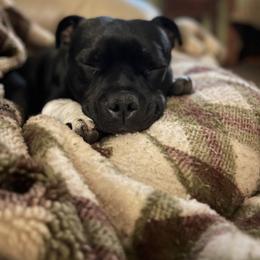 Staffordshire Bull Terrier All Grown Up from Equinox Staffords