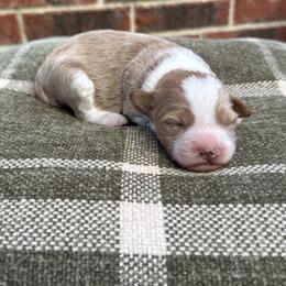 Boy 4 - Apricot male Goldendoodle puppy in Nacogdoches, Texas from Designer Doodles