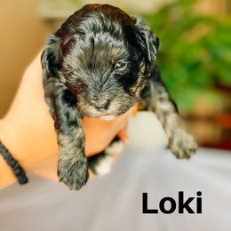 Cavapoo and Poodle Puppies from Poodles Plus