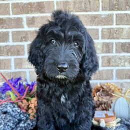 Sarah - Black female Goldendoodle puppy in Caddo Mills, Texas from Fire Wife Doodles