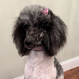 Bernedoodles and Goldendoodles from Doodling Around Indiana Poodles & Doodles
