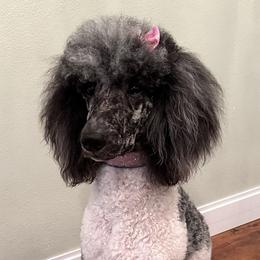 Bernedoodles and Goldendoodles from Doodling Around Indiana Poodles & Doodles