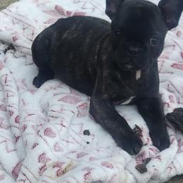 French Bulldog Puppies from Absolute Frenchie Connection