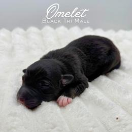 Omelet - Black tri-color male Australian Shepherd puppy in Fort Pierce, Florida from JS Aussies