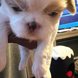Valentine - Cream and white male Shih Tzu puppy in Mattoon, Illinois from Jenkins Tzu and Poo’s