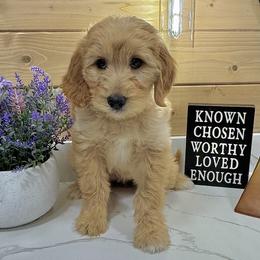 Goldendoodle Puppies from Jeremy Dafoe