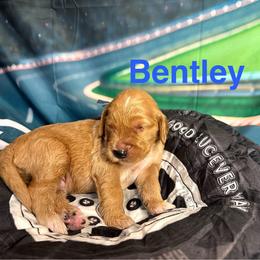 Bentley - Apricot male Goldendoodle puppy in Chelan, Washington from North Cascades Doodles