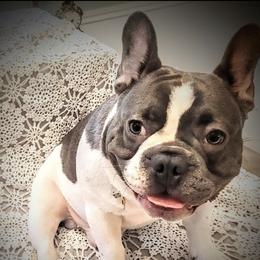 Spawn - French Bulldog