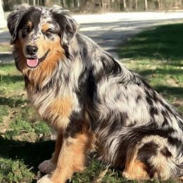Australian Shepherds from Noble Standard Australian Shepherds