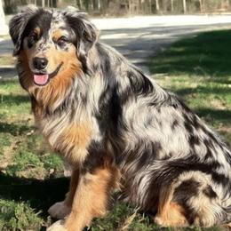 Australian Shepherds from Noble Standard Australian Shepherds