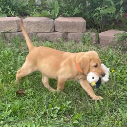 Labrador Retrievers from Embarras River Retrievers-Labradors