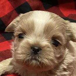 Shih Tzus from NTW Shih Tzu