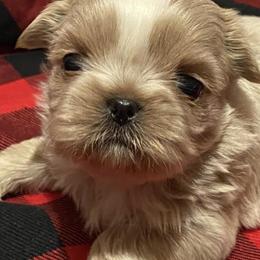 Shih Tzus from NTW Shih Tzu